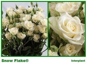 ROSE BR. SNOWFLAKE 40
